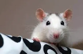 Remote Access Trojans